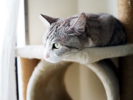 キャットタワーの猫