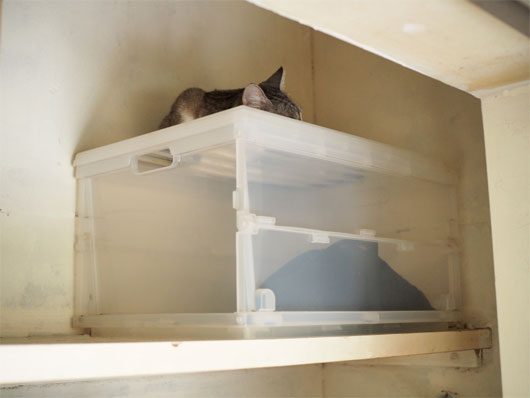 クローゼットの中の猫
