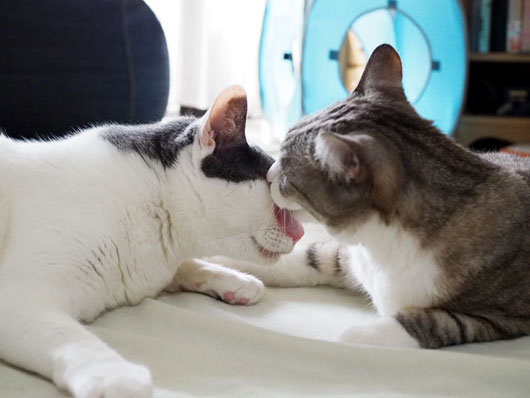 仲良しの猫