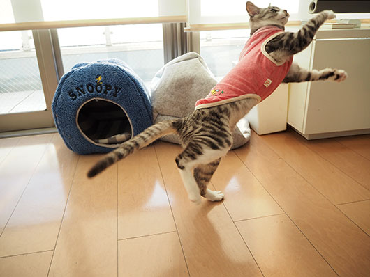 服を着た猫