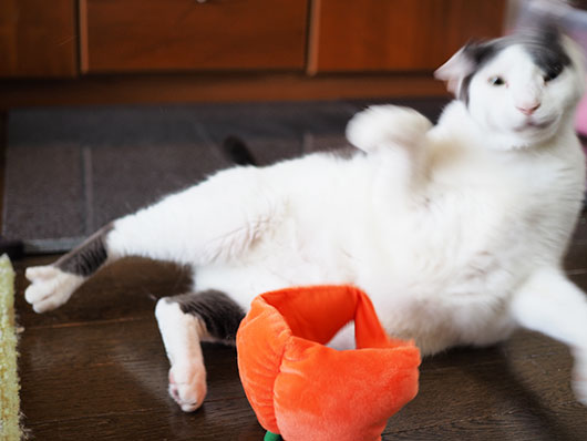 ハロウィンの猫