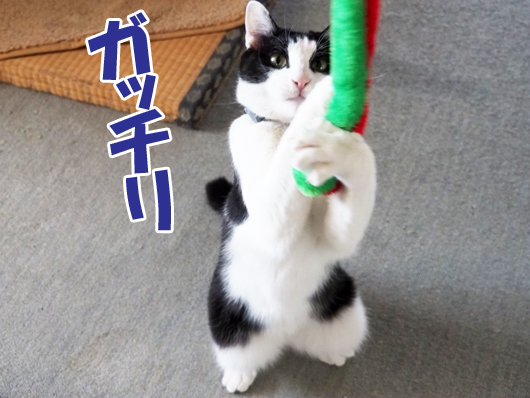 猫じゃらしで遊ぶ猫