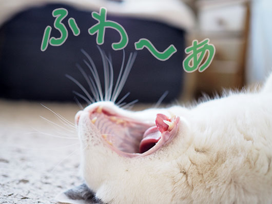 あくびをする猫