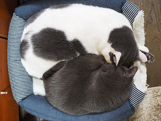 眠る猫
