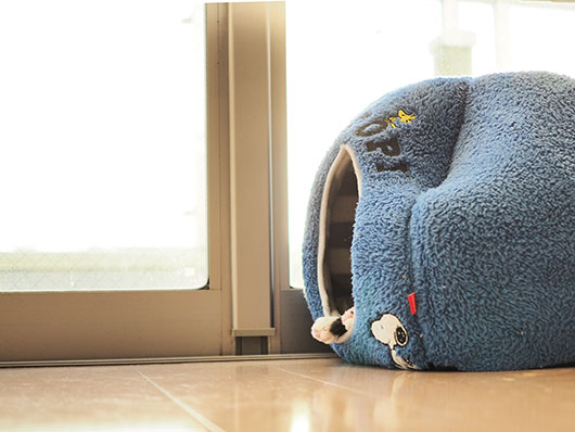 猫の手