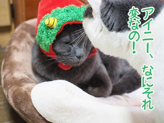 節分のコスプレをする猫