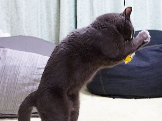 猫じゃらしで遊ぶ猫
