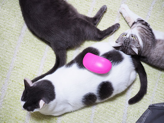 ブラッシングする猫