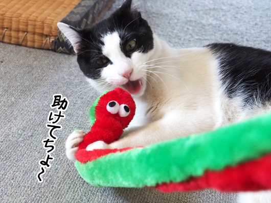 猫と猫じゃらし