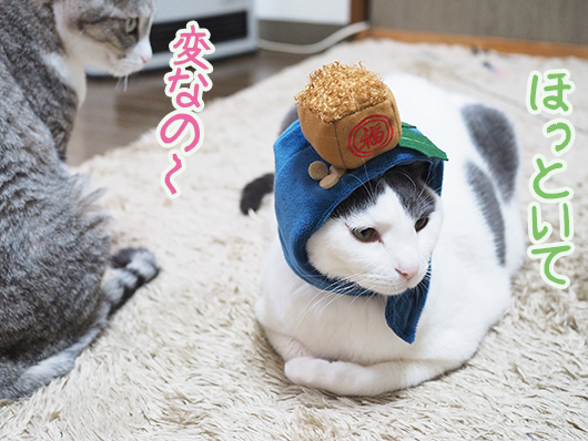 節分のコスプレをする猫