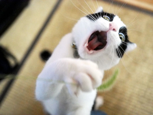 ジャンプする猫