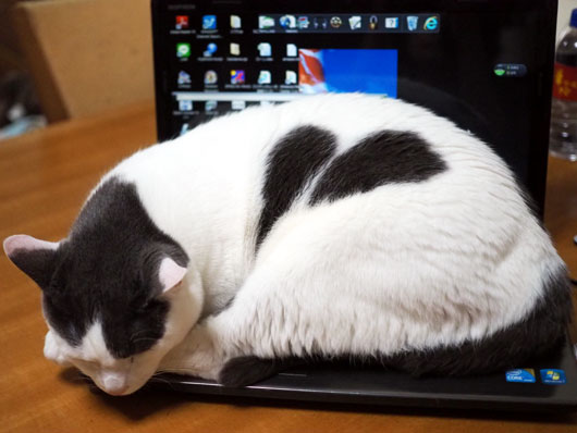 パソコンの上で寝る猫