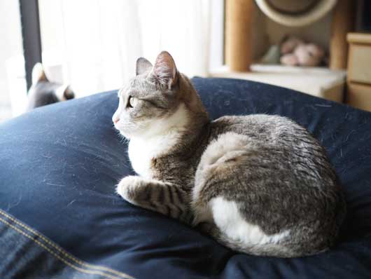 日向ぼっこする猫