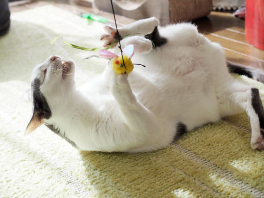 ハッスルする猫