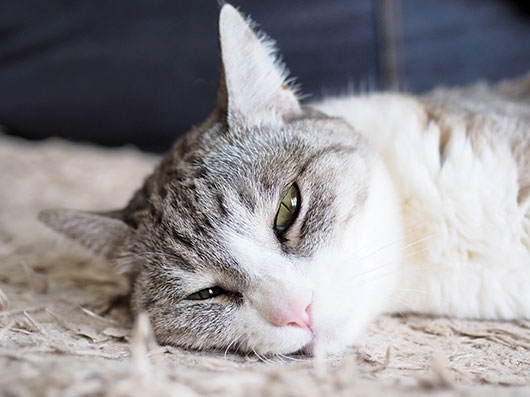 寝転ぶ猫