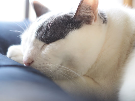 お昼寝する猫