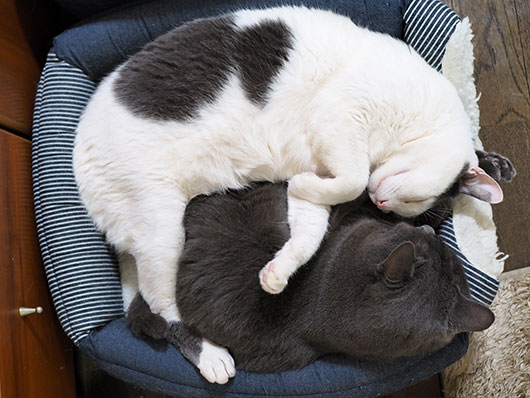 眠る猫