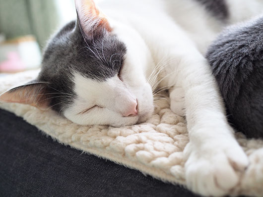 お昼寝する猫