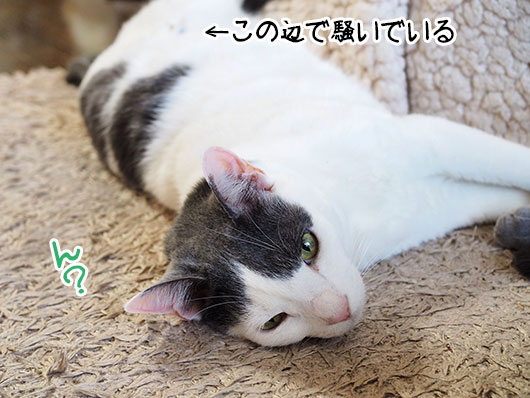 ホルスタイン劇場