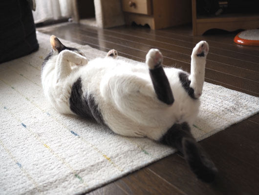 腹筋する猫