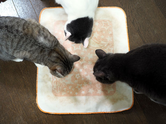 またたびに集まる猫