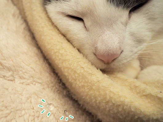 眠い猫