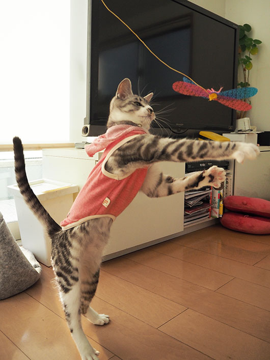 服を着た猫