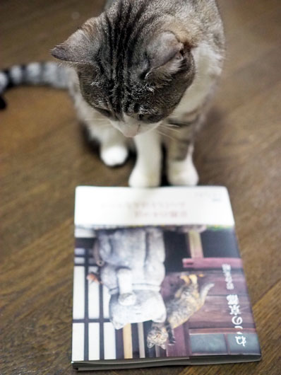岩合光昭写真集を眺める猫