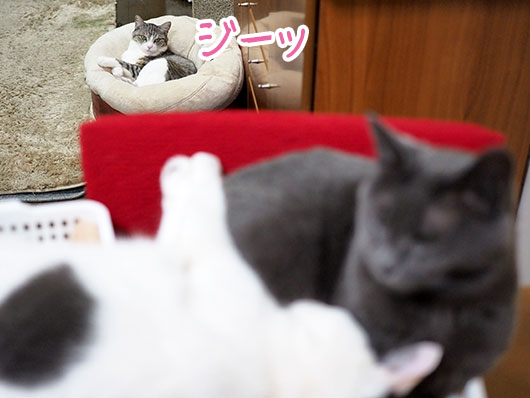 にらむ猫
