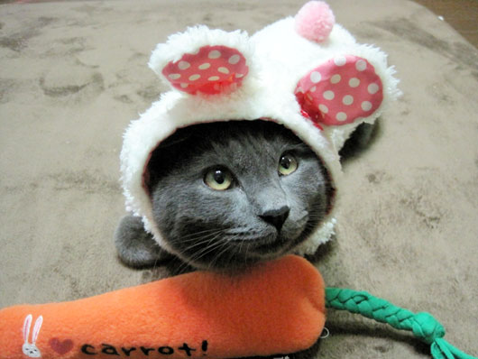 コスプレする猫