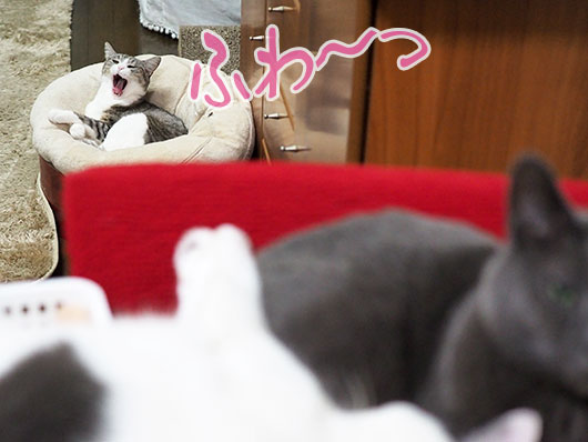あくびをする猫