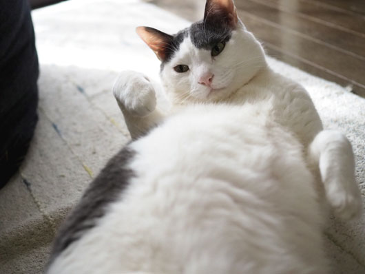 デブ猫