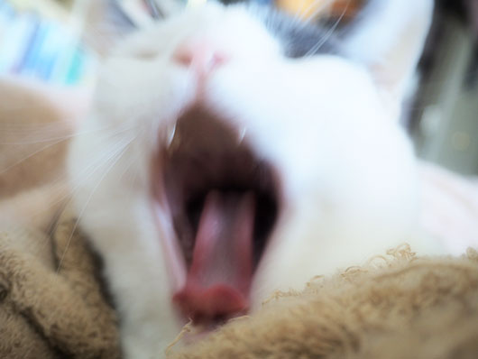あくびをする猫