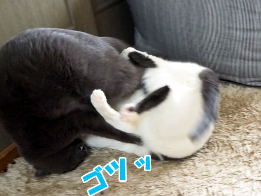 ケンカする猫