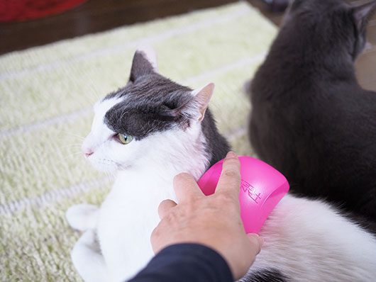 ブラッシングする猫