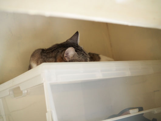 クローゼットの中の猫