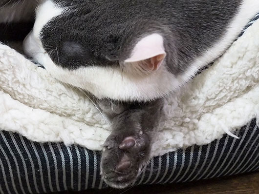 眠る猫