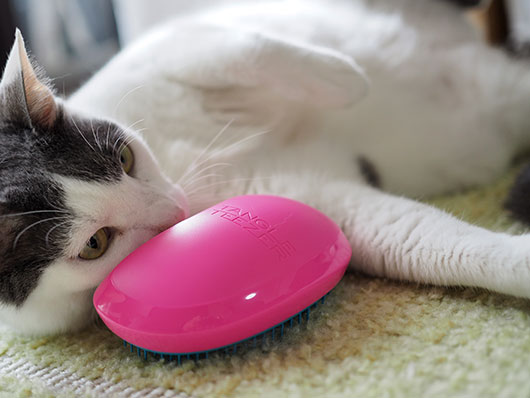 催促する猫