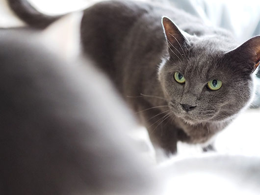 ケンカする猫