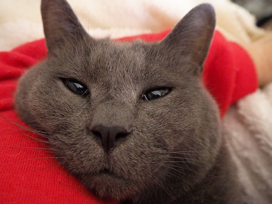 朝の猫
