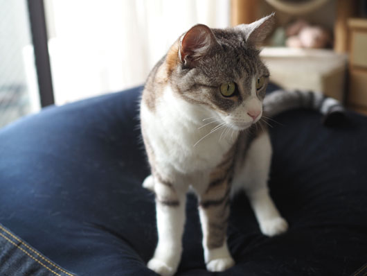 立ち上がる猫