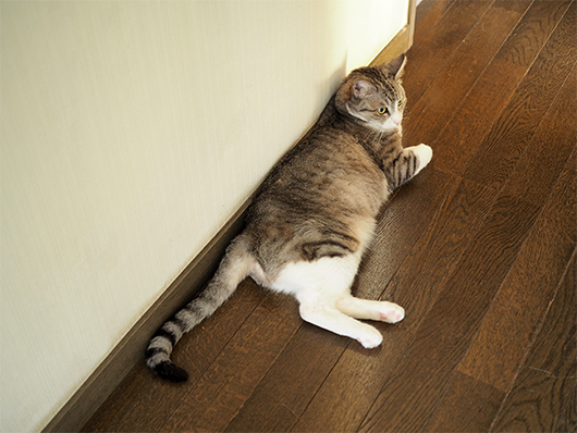 廊下の猫