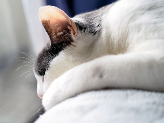 まどろむ猫