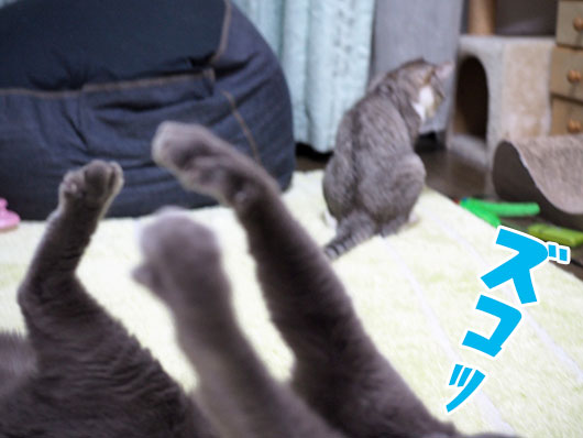 ズッコケる猫