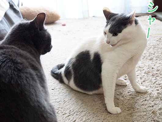 ケンカをする猫