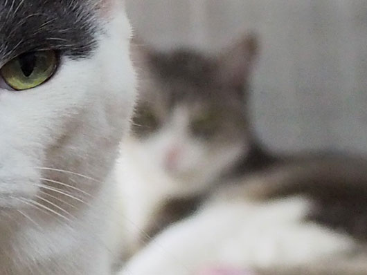 ポーズをとる猫