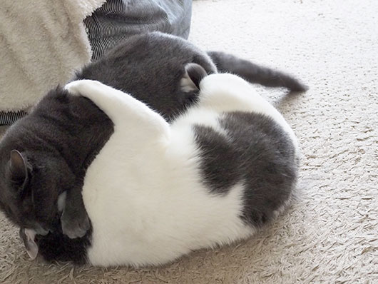 ケンカする猫