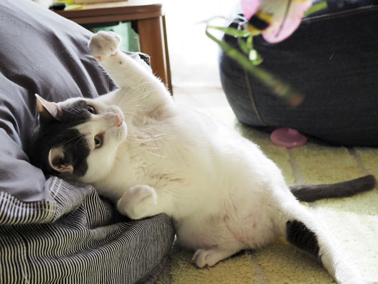 ハッスルする猫