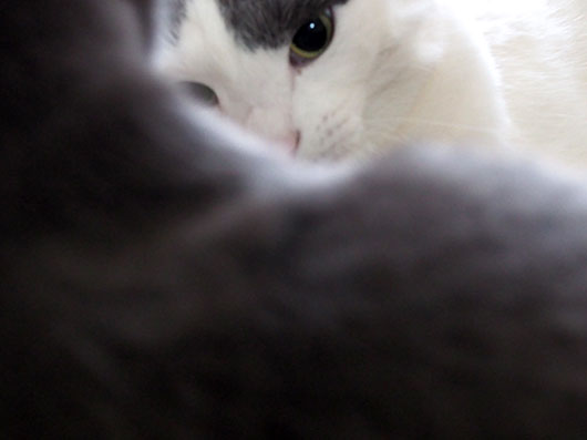 ケンカする猫