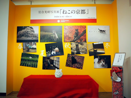 岩合光昭写真館「ねこの京都」